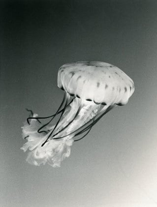 Jellyfish #8, 2000