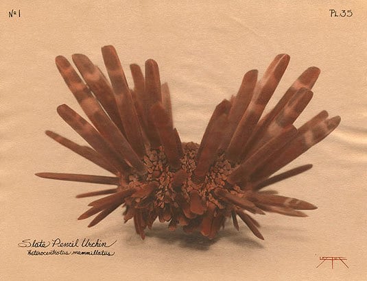 Slate Pencil Urchin, 2004