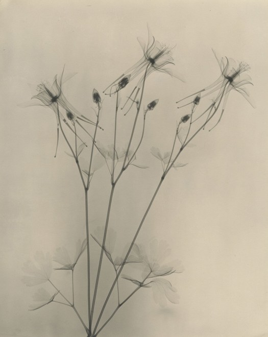 Columbine, 1937