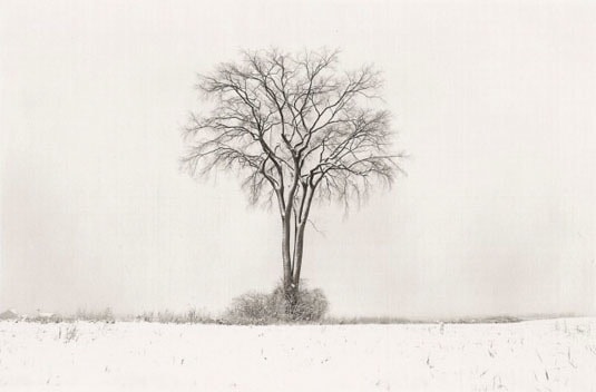 American Elm, Winter, 1994