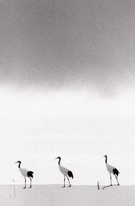 Red Crowned Crane #11, Hokkaido, Japan, 2002