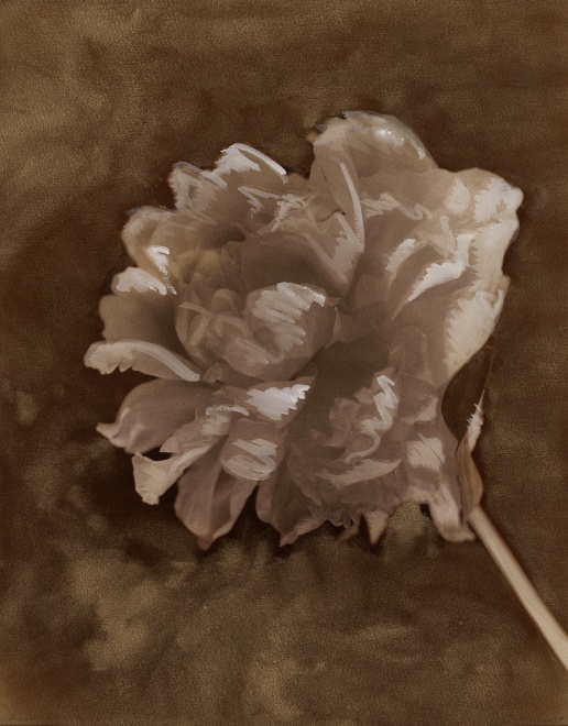 Chinese Peony, 1987