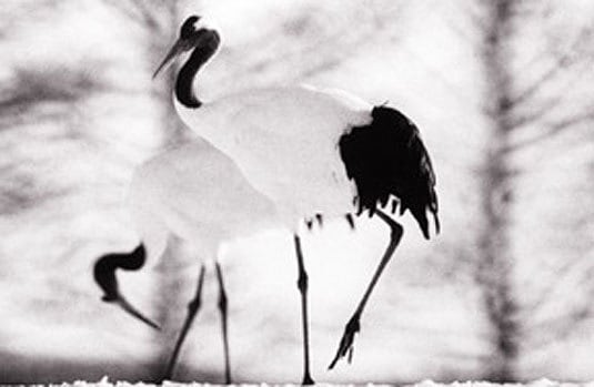 Red Crowned Crane #7, Hokkaido, Japan, 2002