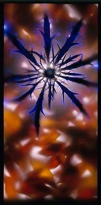 Eryngium, 2005, chromogenic print