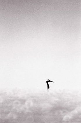 Red Crowned Crane #15, Hokkaido, Japan, 2002