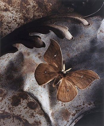 Saturniid Underleaf, 2000