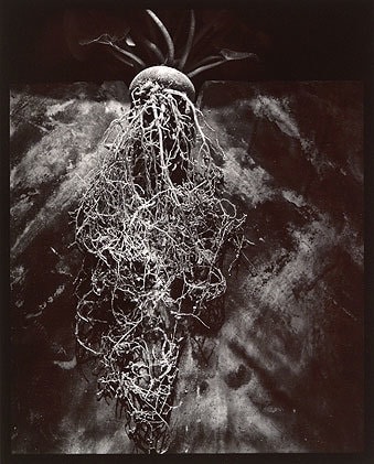 Cyclamen, 1980, From Lost Objects Portfolio, Toned gelatin silver print, 10 x 8 inches