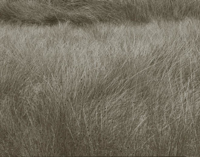 Summer Grass, Lozere, France, 1996