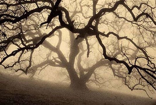 Grand Oak, Sepia toned gelatin silver print, 5 x 7 inches