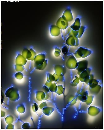 Populus Tremuloides, 2001, chromogenic print