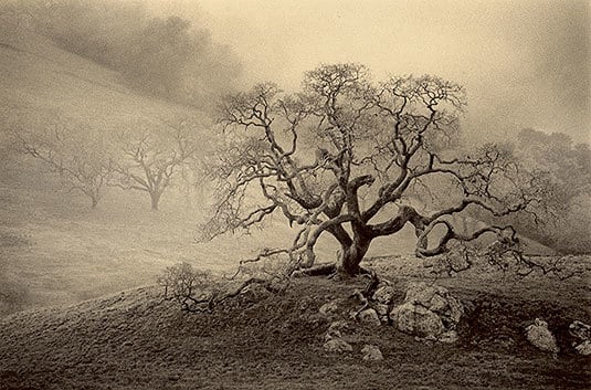 Winter Oak sepia toned gelatin silver print