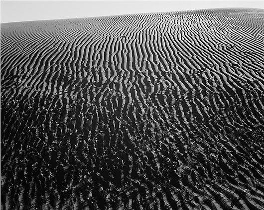 Seedlings, El Gran Desierto, Sonora, carbon pigment print, 22 x 28 inches