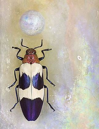 Chrysochroa bugueti rugicollio, 2008