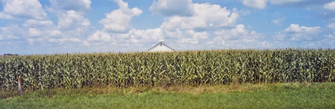 Cornfield, County Road 108, Ottertail County, Minnesota