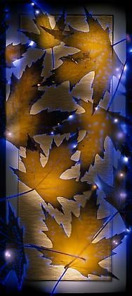 Fallen Maple Leaf, 2004, chromogenic print