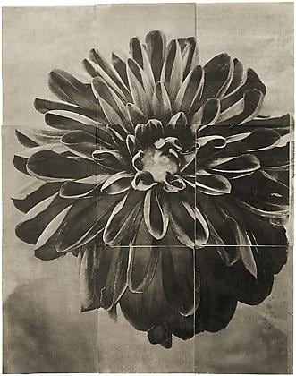 Dahlia, from the series &quot;Reconstructions,&quot;platinum palladium print on handmade Japanese gampi, sewn on Japanese washi