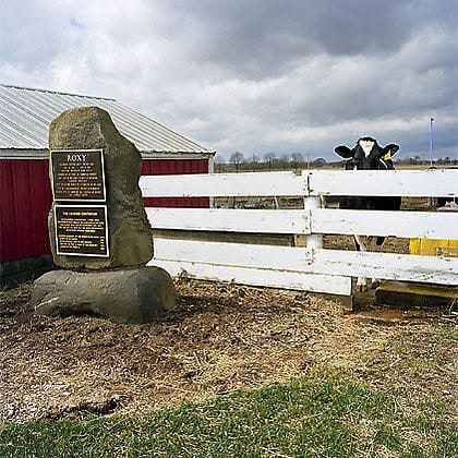 Cow and Roxy&#039;s Tomb,  from the series Kane County, 2006, chromogenic print