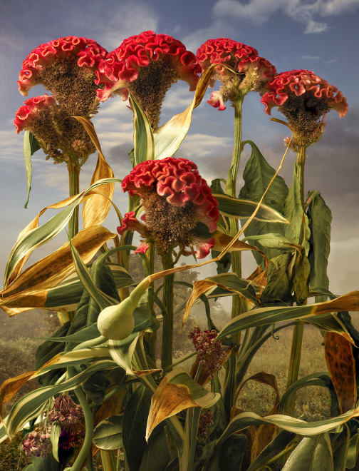 Celosia Cristata II, 2023