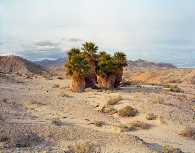 17 Palms Oasis, Anza Borrego, CA