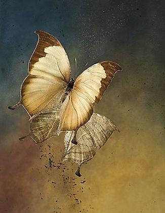 Nymphalidae: Charaxes, 2008