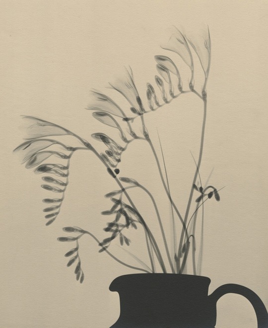 Freesia, 1934