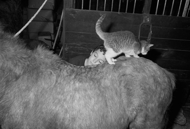 Boy in Barn with Cat and Pony, Rowley, Massachusetts, 1992