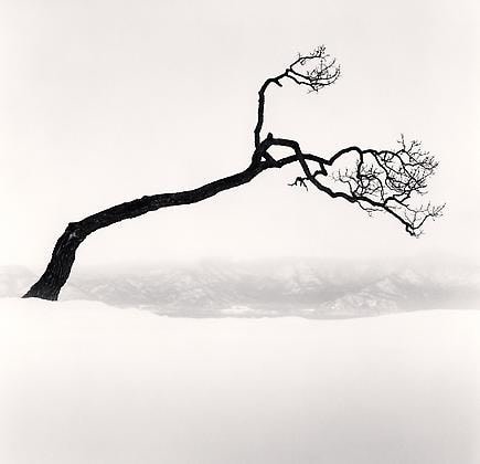 Kussharo Lake Tree, Study 9, Kotan, Hokkaido, Japan, 2009