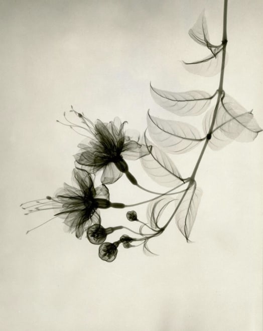 Fuchsia 1938 vintage gelatin silver print