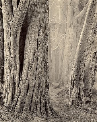 Smugglers Cove Trail - East, Sepia toned gelatin silver print