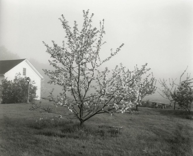 John Szarkowski Young Stayman Winesap in Bloom