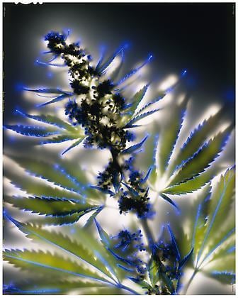 Cannabis Sativa, 2002, chromogenic print