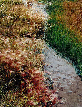 Foxtail Grass, Great Sand Dunes, Colorado, 1976