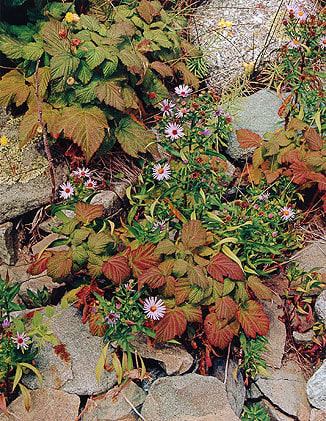 Asters and Raspberries, Oak Island, Maine, 1973