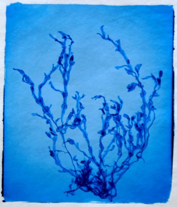 Sargassum Muticum, 2011