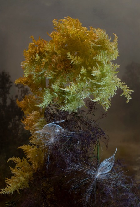 Celosia Cristata, 2023