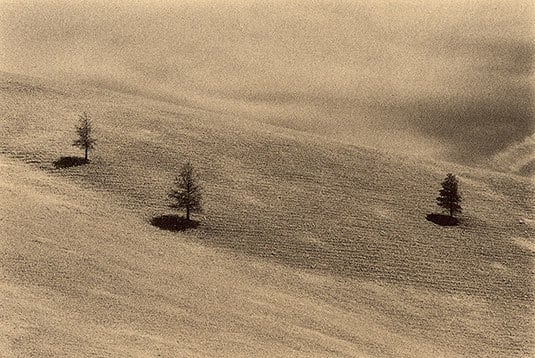 Montana Pines, Sepia toned gelatin silver print, 5 x 7 inches