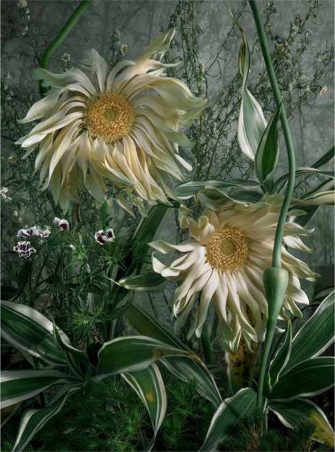 Gerbera Hybrida II, 2023