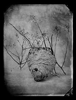 Nest, 2002 gelatin silver print