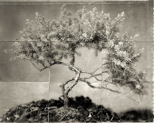 Bonsai, from the series &quot;Reconstructions,&quot;platinum palladium print on handmade Japanese gampi, sewn on Japanese washi