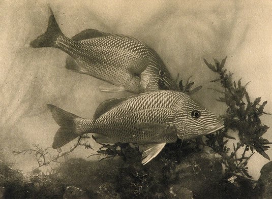 A. Radclyffe Dugmore, Fish, 1907
