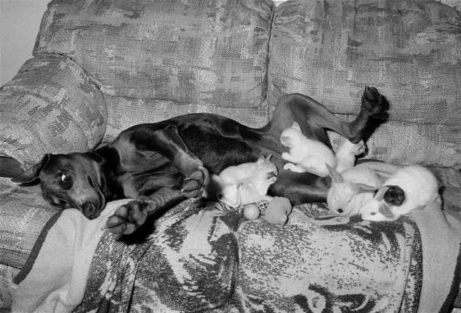 Doberman with Kittens and Bunnies, Malden, Massachusetts, 1993