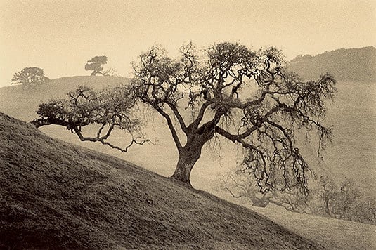 Sonoma Oak, Sepia toned gelatin silver print, 5 x 7 inches