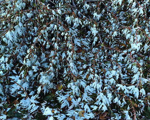 Broken Branches, New Hampshire