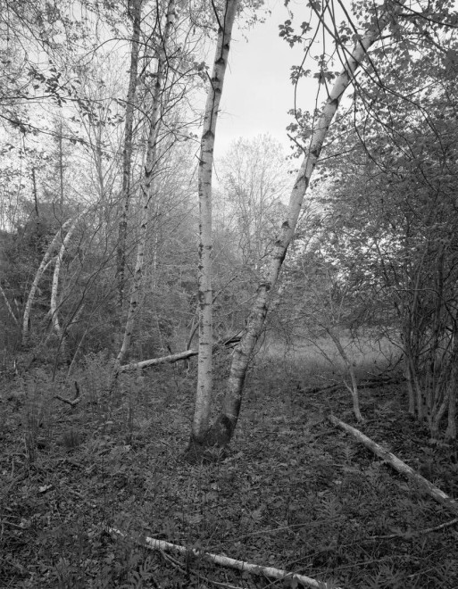 Barbara Bosworth Betula Populifolia