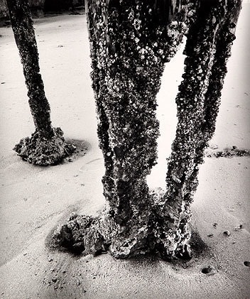 Pilings, 1969 vintage gelatin silver print