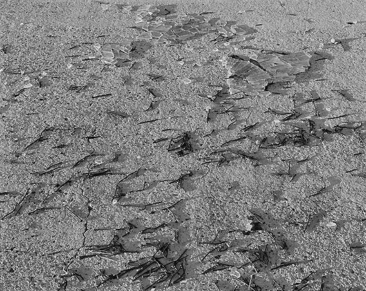 Glass and Nails, Tartron, Arizona, carbon pigment print, 32 x 40 inches