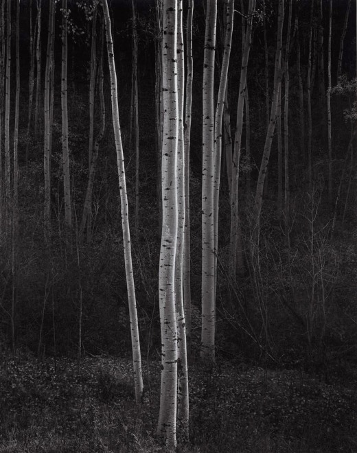 Ansel Adams Aspens, Northern New Mexico