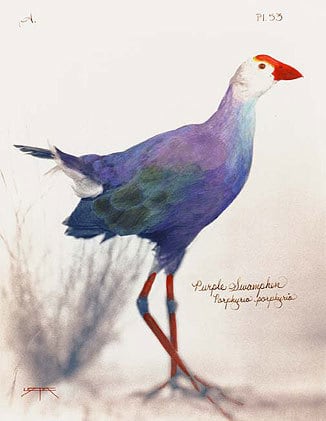 Purple Swamphen, 2005