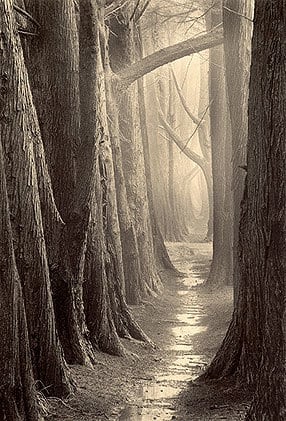 Cypress Trail sepia toned gelatin silver print