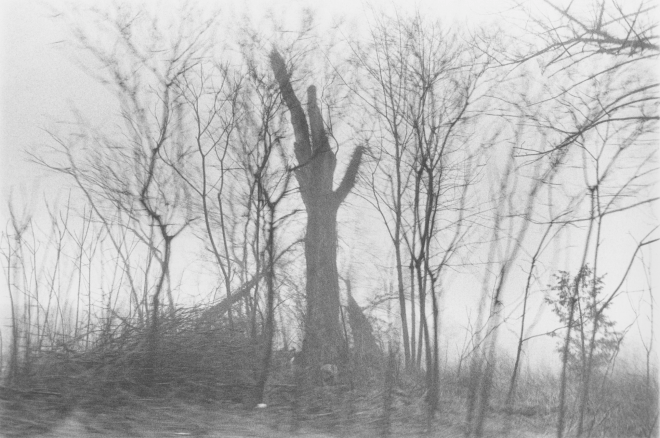 Elm, 1982, vintage gelatin silver print